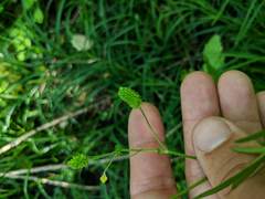 Ranunculus pensylvanicus