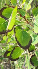 Diplocarpon