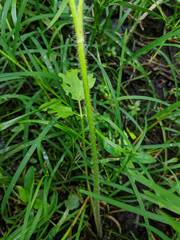 Ranunculus pensylvanicus