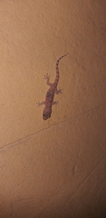 Hemidactylus turcicus