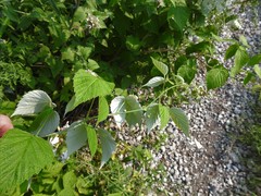 Rubus idaeus strigosus