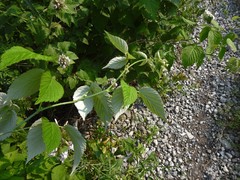 Rubus idaeus strigosus
