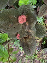 Miconia reflexa