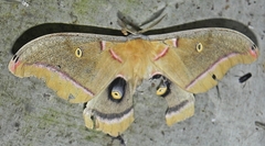 Antheraea polyphemus