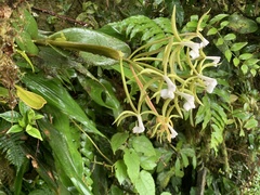 Epidendrum lacustre image