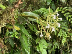 Epidendrum lacustre