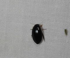 Thermonectus intermedius