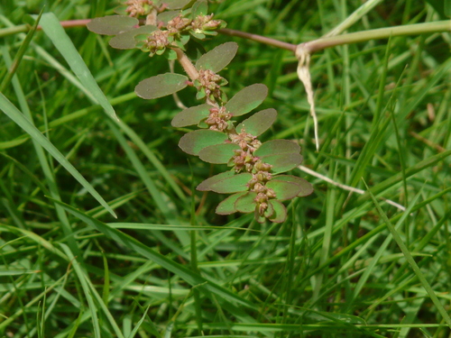 Euphorbia thymifolia