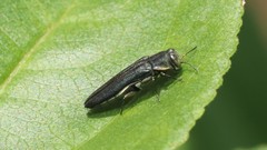 Agrilus carpini