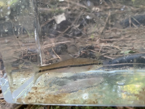 Blackspot shiner (Notropis atrocaudalis) — Cyprinidae — 4