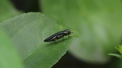 Agrilus carpini