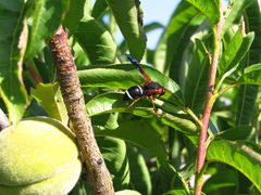 Hypodynerus chiliensis