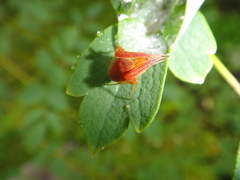Acacesia hamata