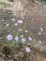 Almutaster pauciflorus