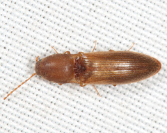 Dolerosomus silaceus