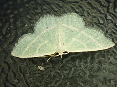 Chlorochlamys triangularis