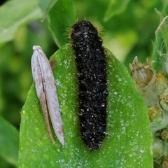 Lagria villosa
