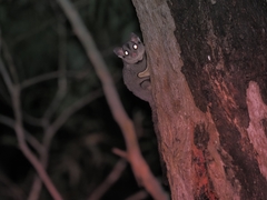 Petaurus breviceps breviceps