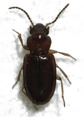 Pericompsus australis