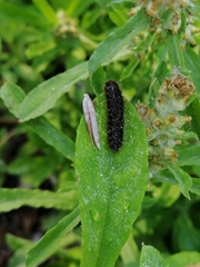Lagria villosa