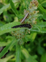Lagria villosa
