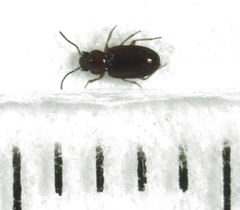 Pericompsus australis