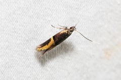 Enchrysa dissectella