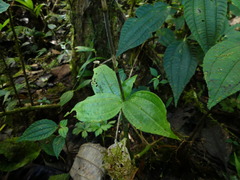 Microchilus