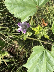 Malva nicaeensis