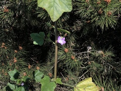 Malva nicaeensis