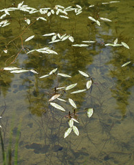 Potamogeton alpinus