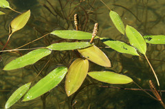 Potamogeton alpinus
