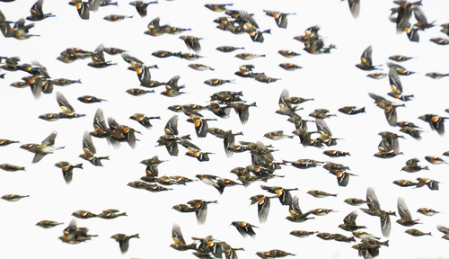 Brambling