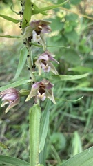 Epipactis helleborine