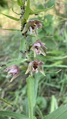 Epipactis helleborine