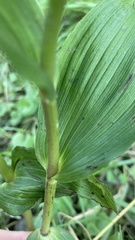 Epipactis helleborine