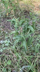 Epipactis helleborine