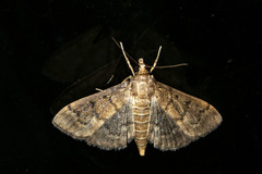 Eulepte gastralis
