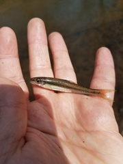 Notropis petersoni