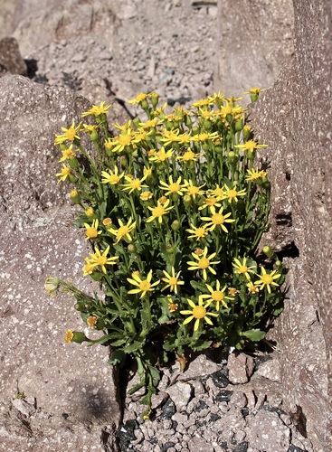 Senecio fremontii var. occidentalis