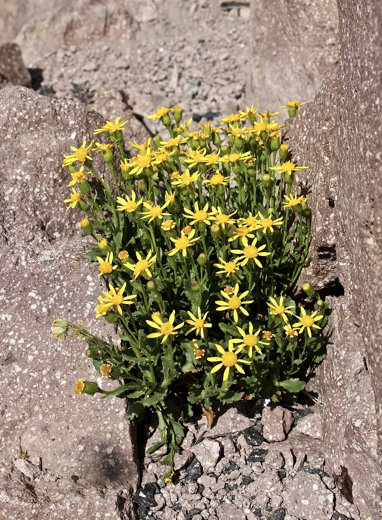 Senecio fremontii var. occidentalis