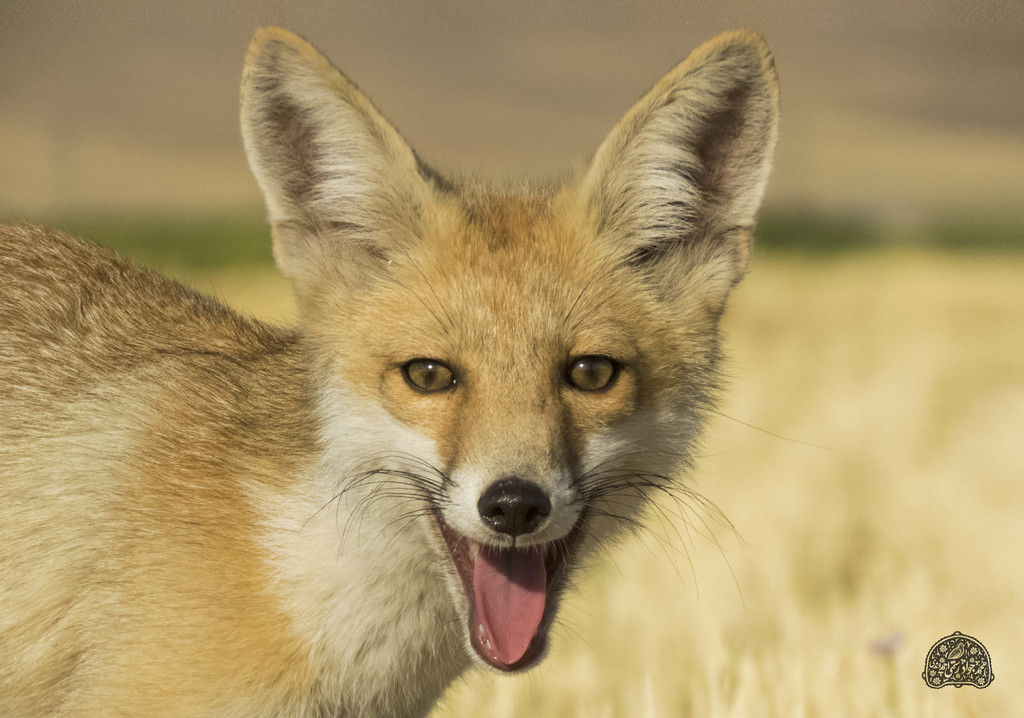 여우 from Kermanshah Province, Iran on 2020년 07월 12일 (일)... javad rostami ahmadvandi · iNaturalist 여우 (Vulpes vulpes)