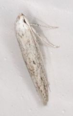 Haplochrois bipunctella