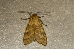 Lophocampa hispaniola