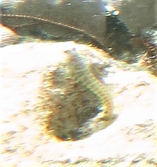 Salarias segmentatus