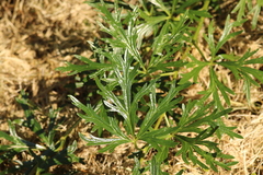 Aconitum plicatum