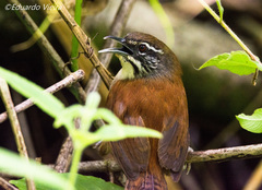 Pheugopedius genibarbis
