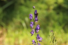 Aconitum plicatum