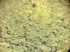 Botryolepraria lesdainii