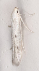 Haplochrois bipunctella